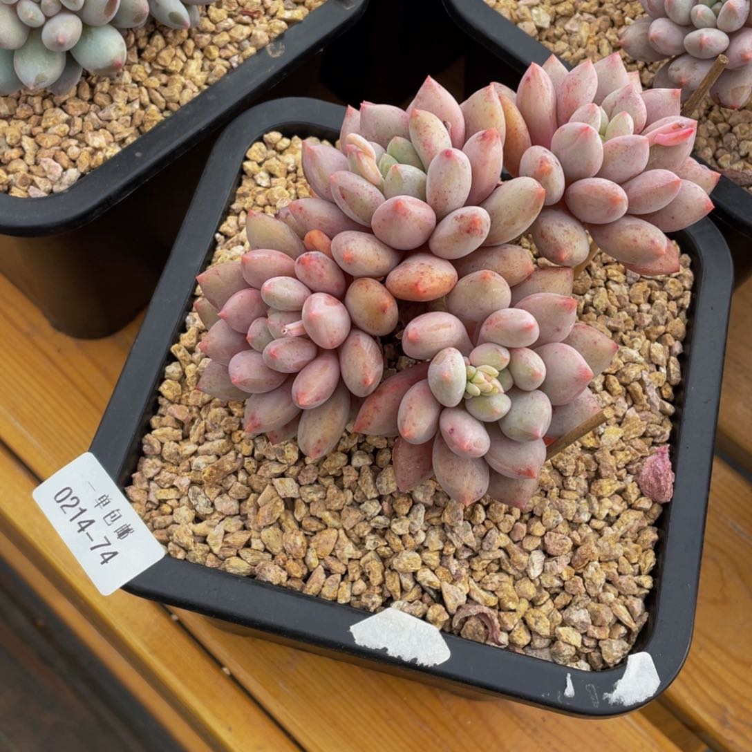 0214-74-半夏。。。。。。