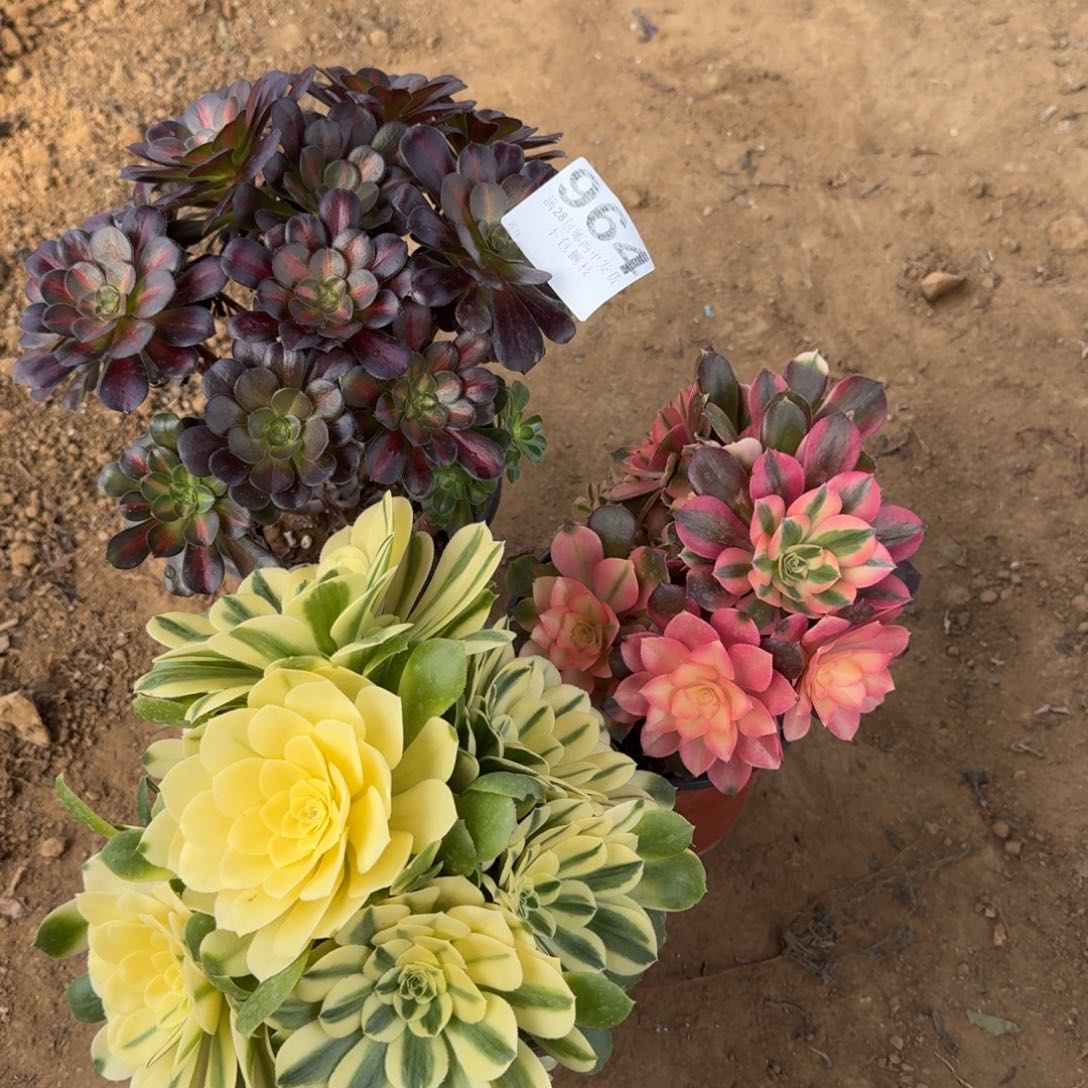 964号3颗清棚不包损