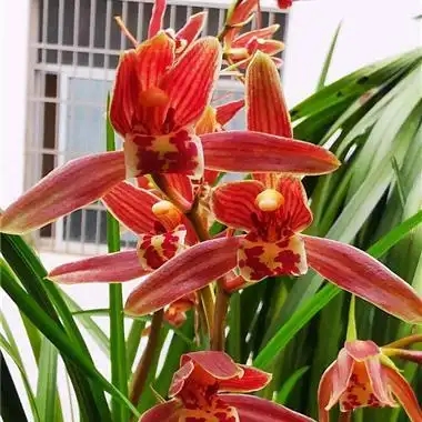 浓香型秋芝兰花（图片仅为展示，以直播间一物一拍一截图为准）