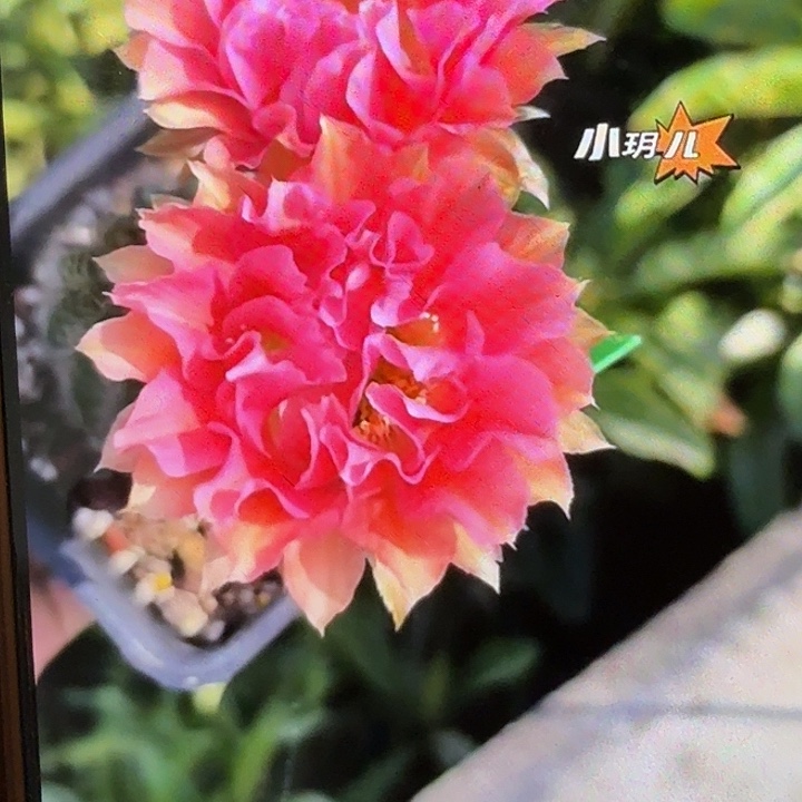 仙人球彩草歪哇塞处理