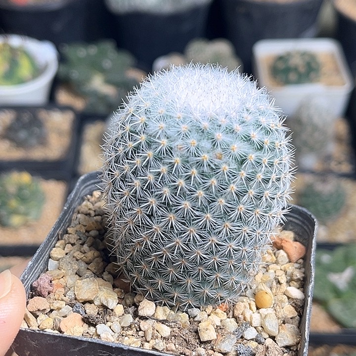 输入种源大颗实生敷岛丸4.4公分