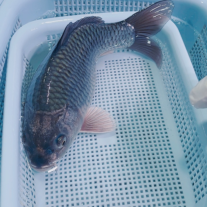 锦鲤锦鲤冷水鱼观赏111