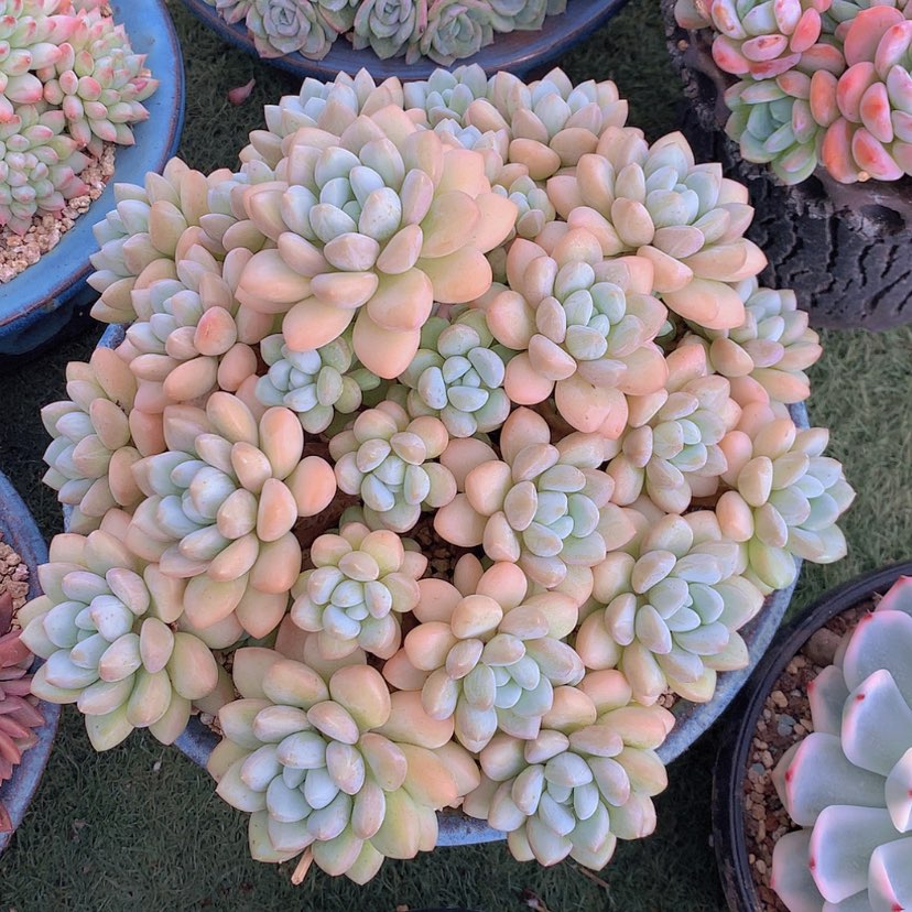 【闪购商品】彩虹泡泡糖