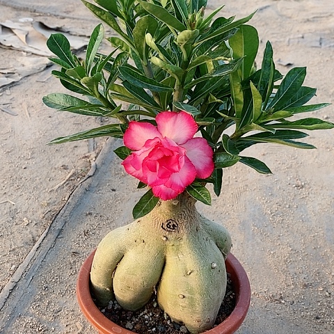 【闪购商品】无花朵满**婆