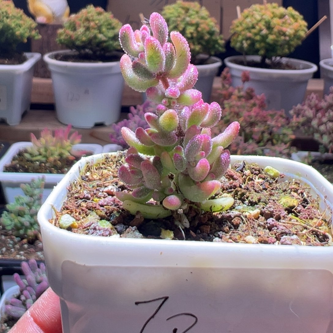 70红宝石锦一物一拍包开箱