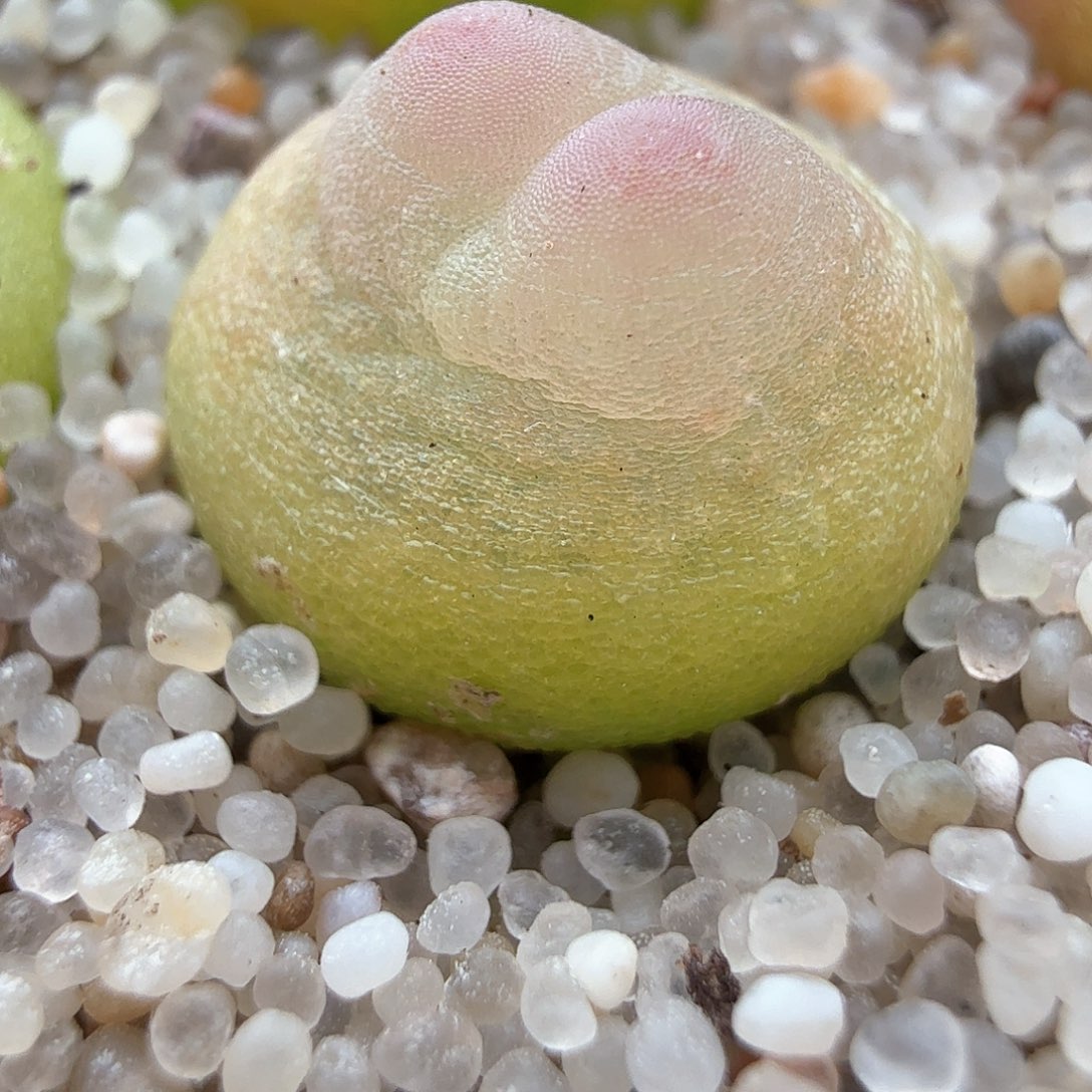 12212/粉啾啾紫皮拉登1.0厘米