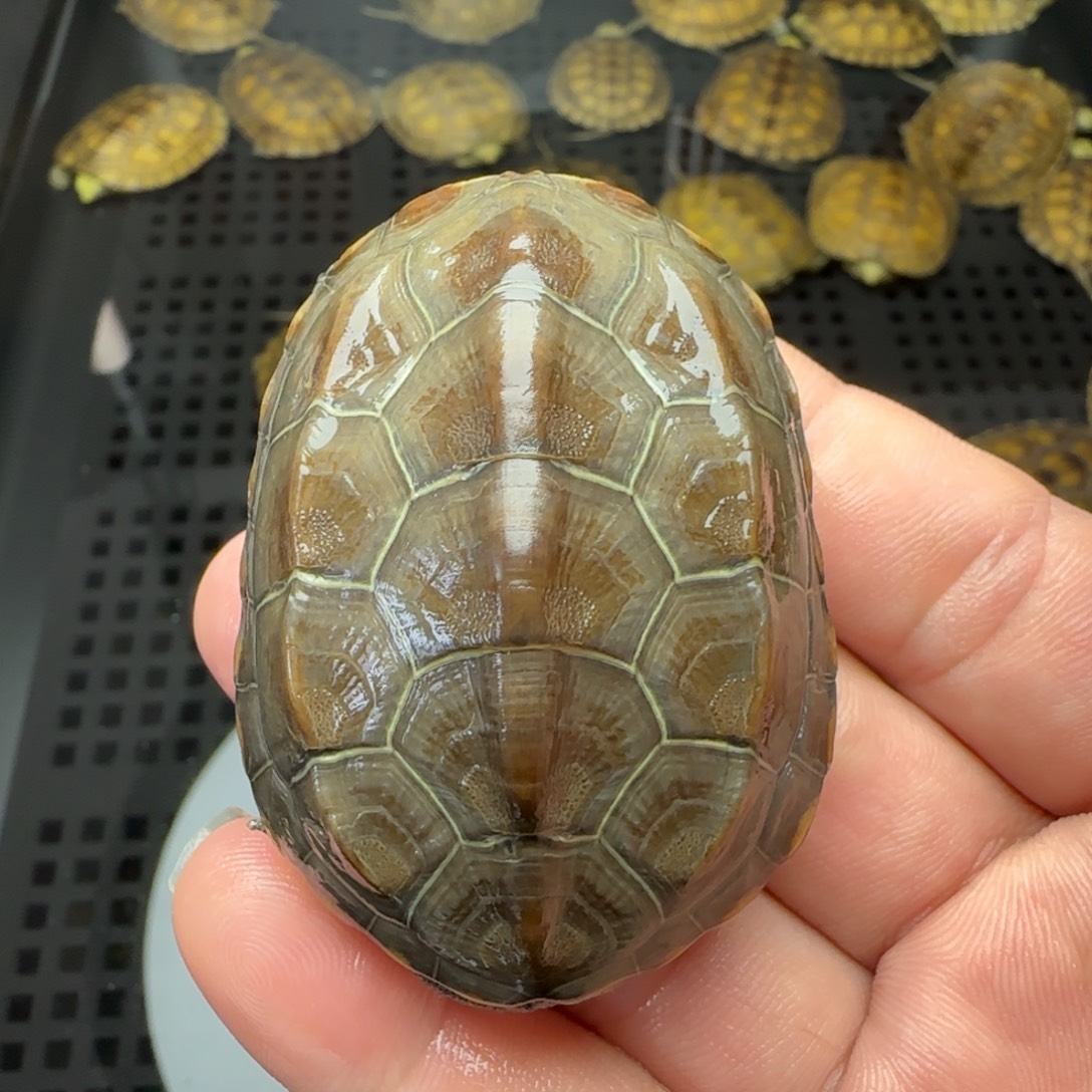 宠物龟不分公母湖北草龟5公分