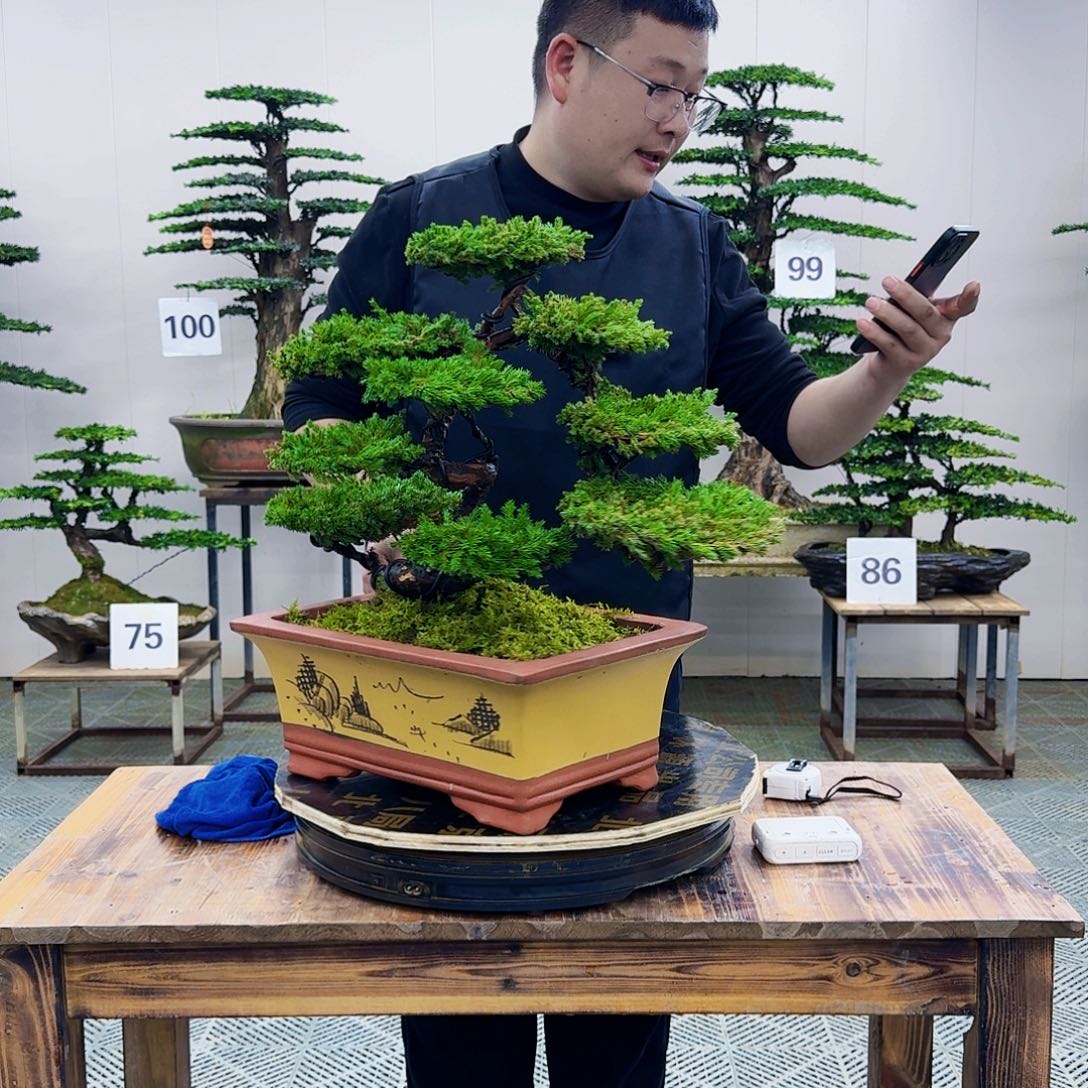 柏树造型盆景盆景
