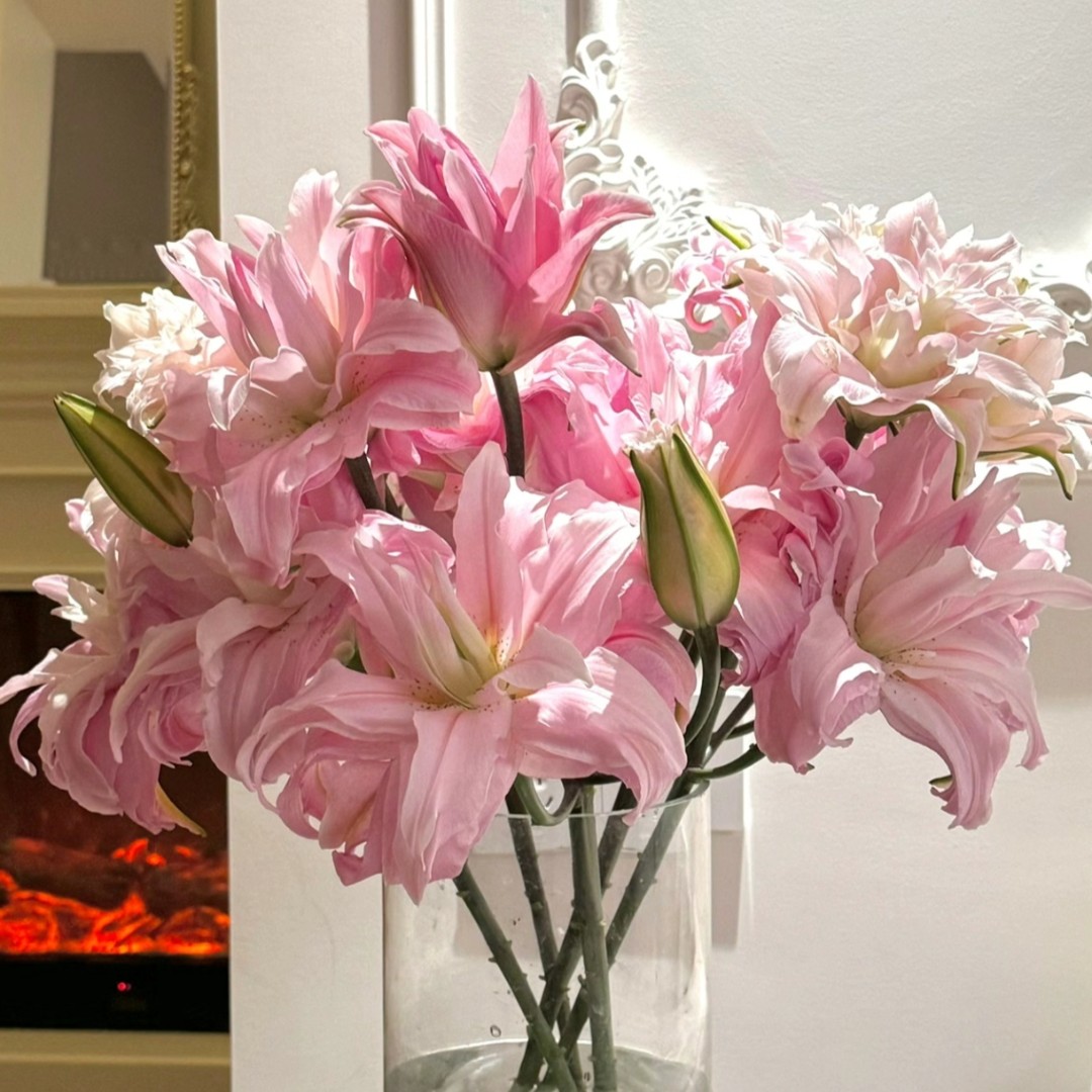 【戴安娜百合】精选戴安娜重瓣百合家居摆放插花云南鲜花优质鲜切花
