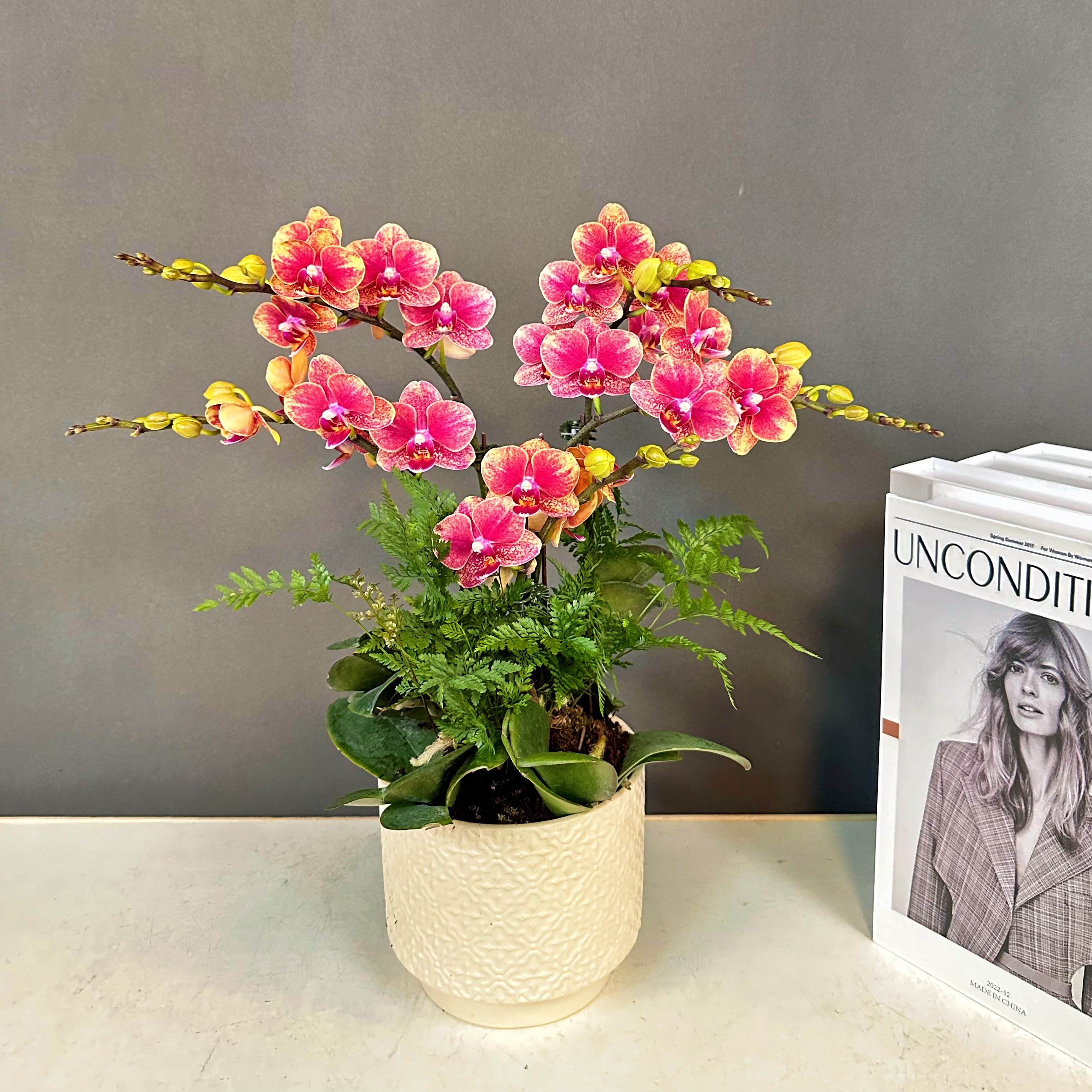 蝴蝶兰【聚宝盆】欧品经典金边红色蜡质花蝴蝶兰鲜花室内送礼高端