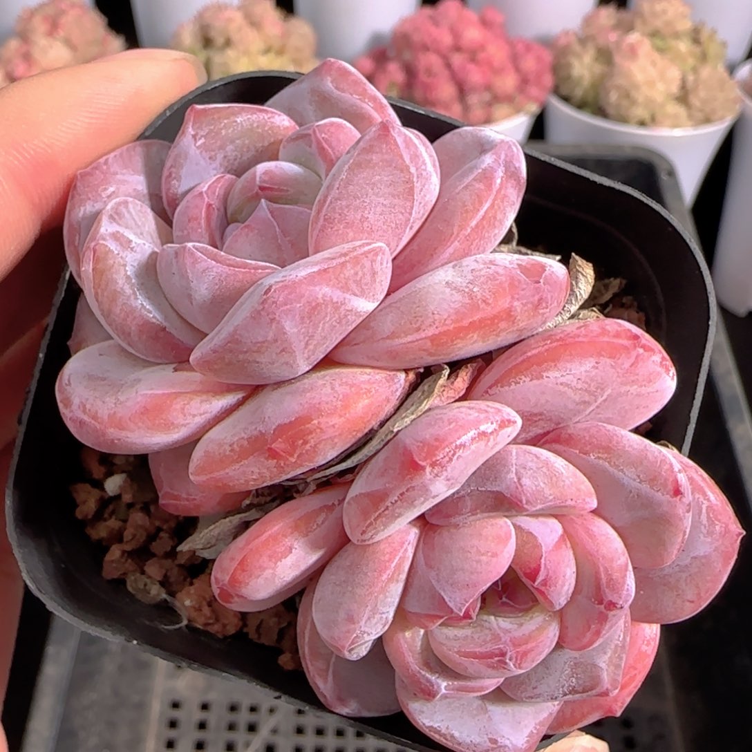 多肉0103-245石榴籽星影双头