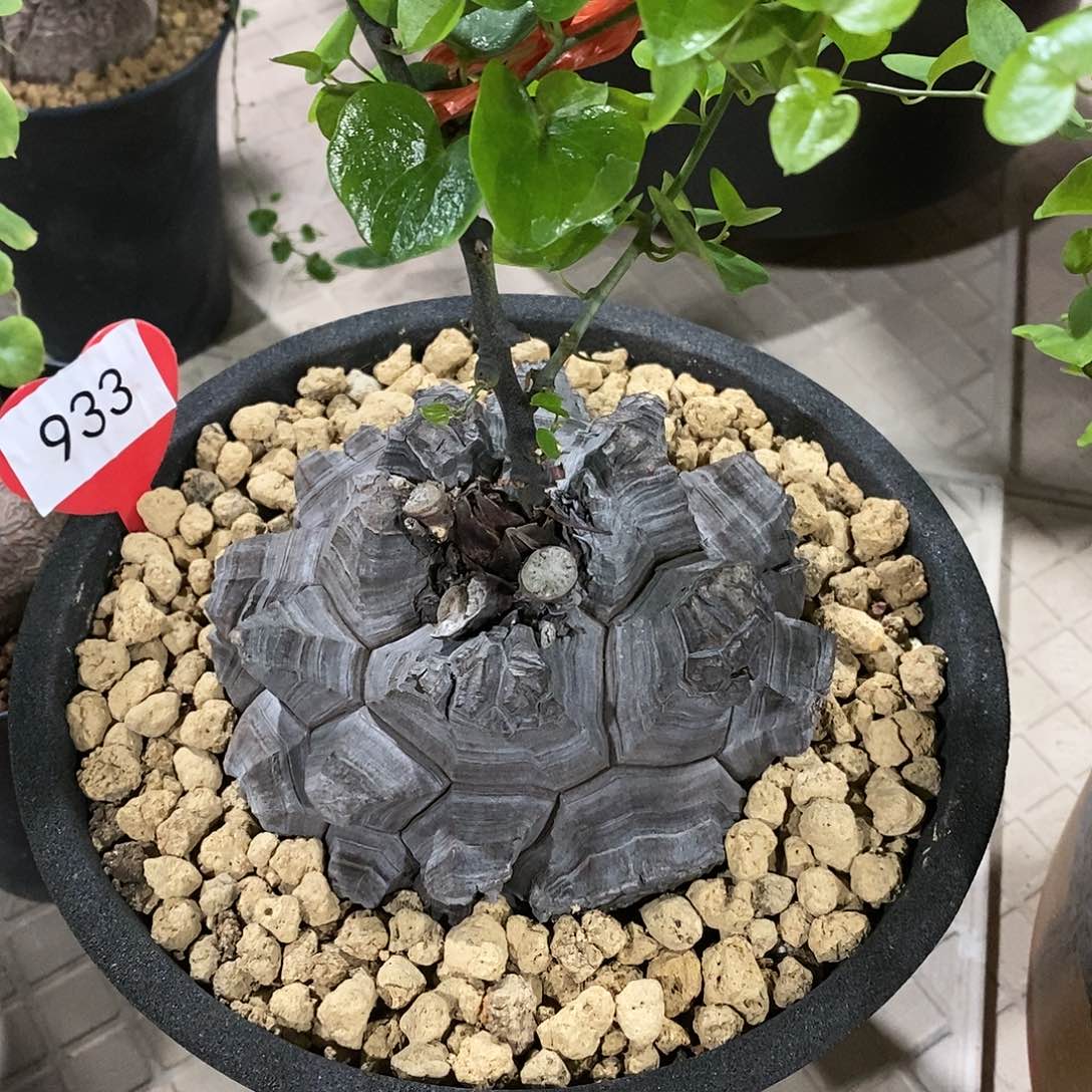 南非龟甲龙龟甲龙