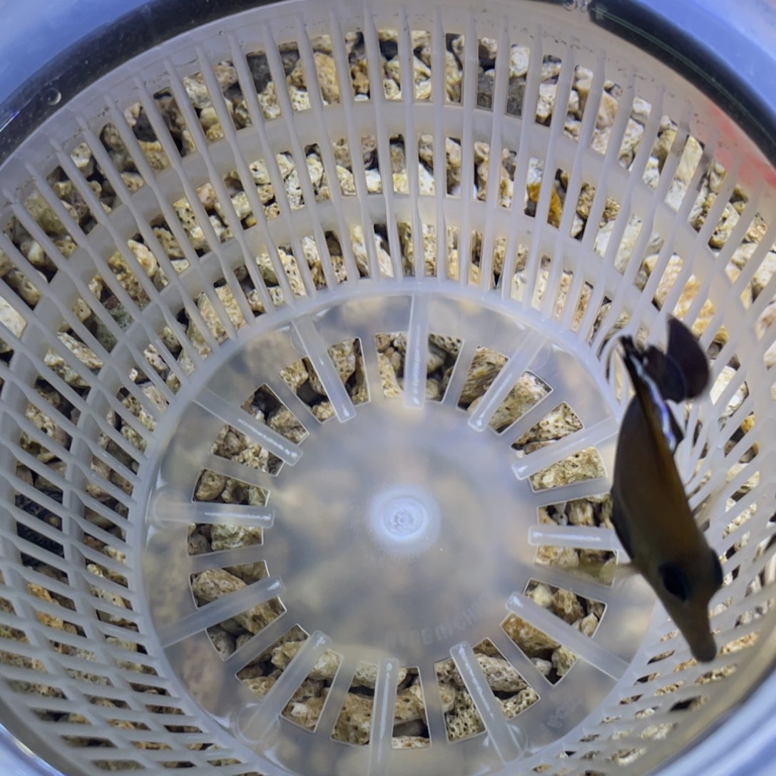 海水鱼三角吊一条顺丰包邮，