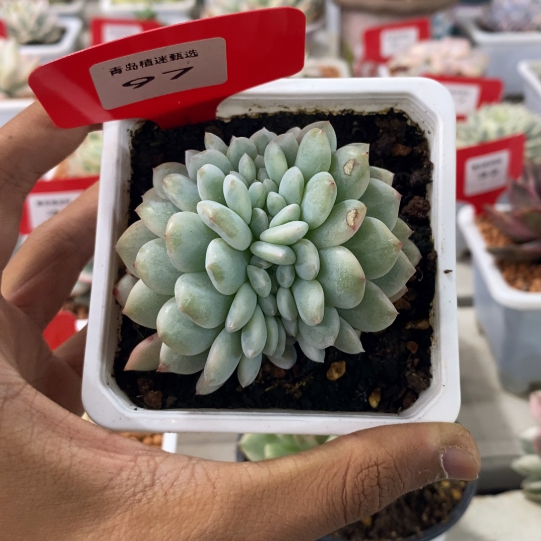 97号橙梦露锦缀化