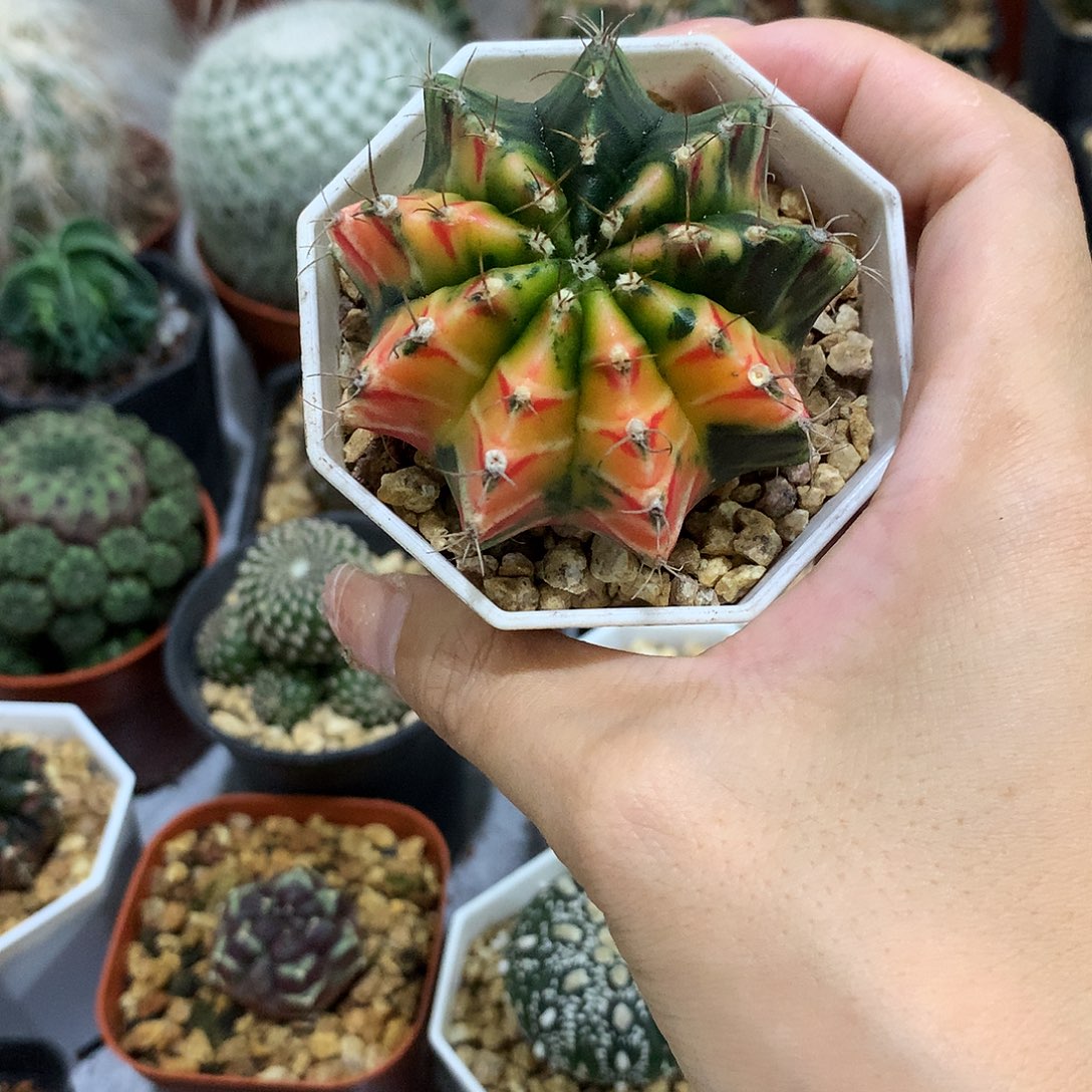 当前无花栽培后可以开花实生根散斑牡丹锦