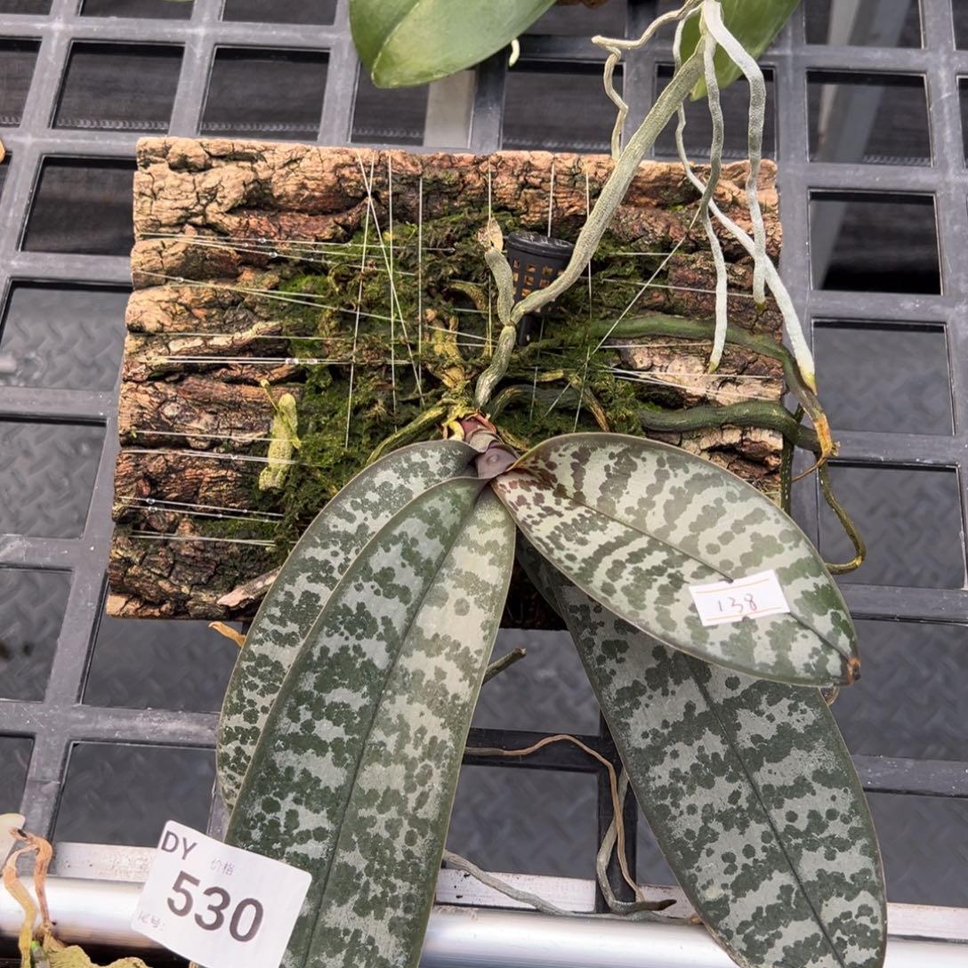 完全开放编号530 绿圆叶。特价任何原因都不售后