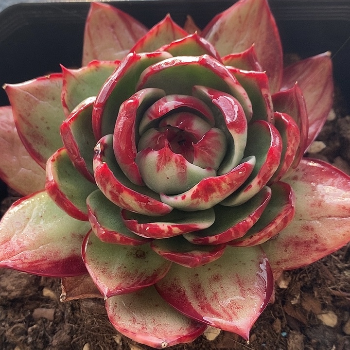 惊鸿仙子大单头多肉