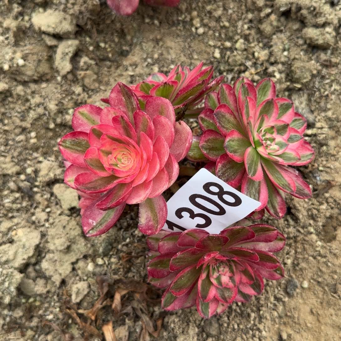 1308-3多头多肉植物