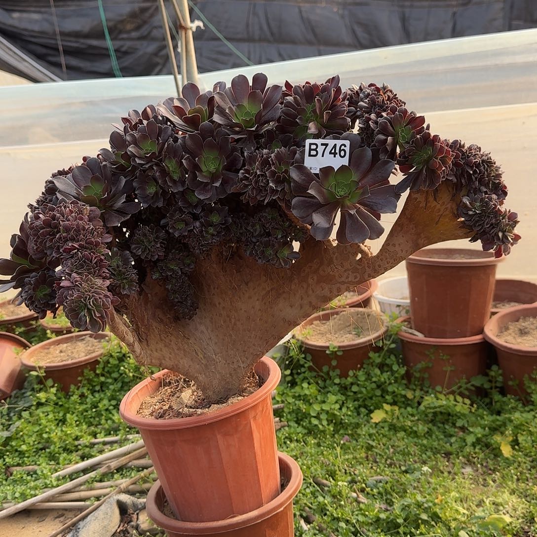 746欧紫一颗55官府