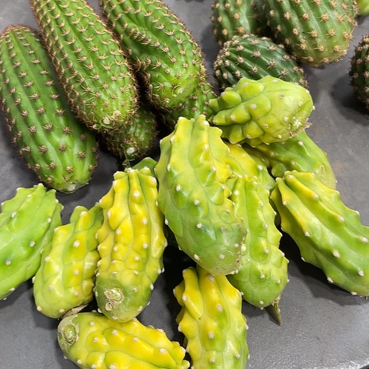 进口虾鬼见城侧芽一个