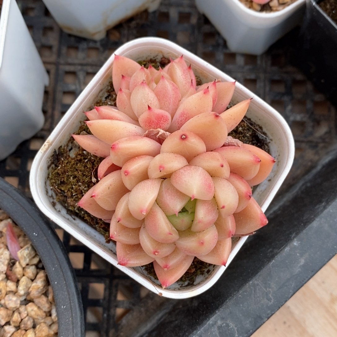 精品多肉一物一拍不包整134