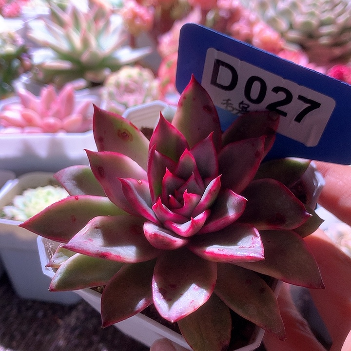 吉赛尔覆轮锦有根