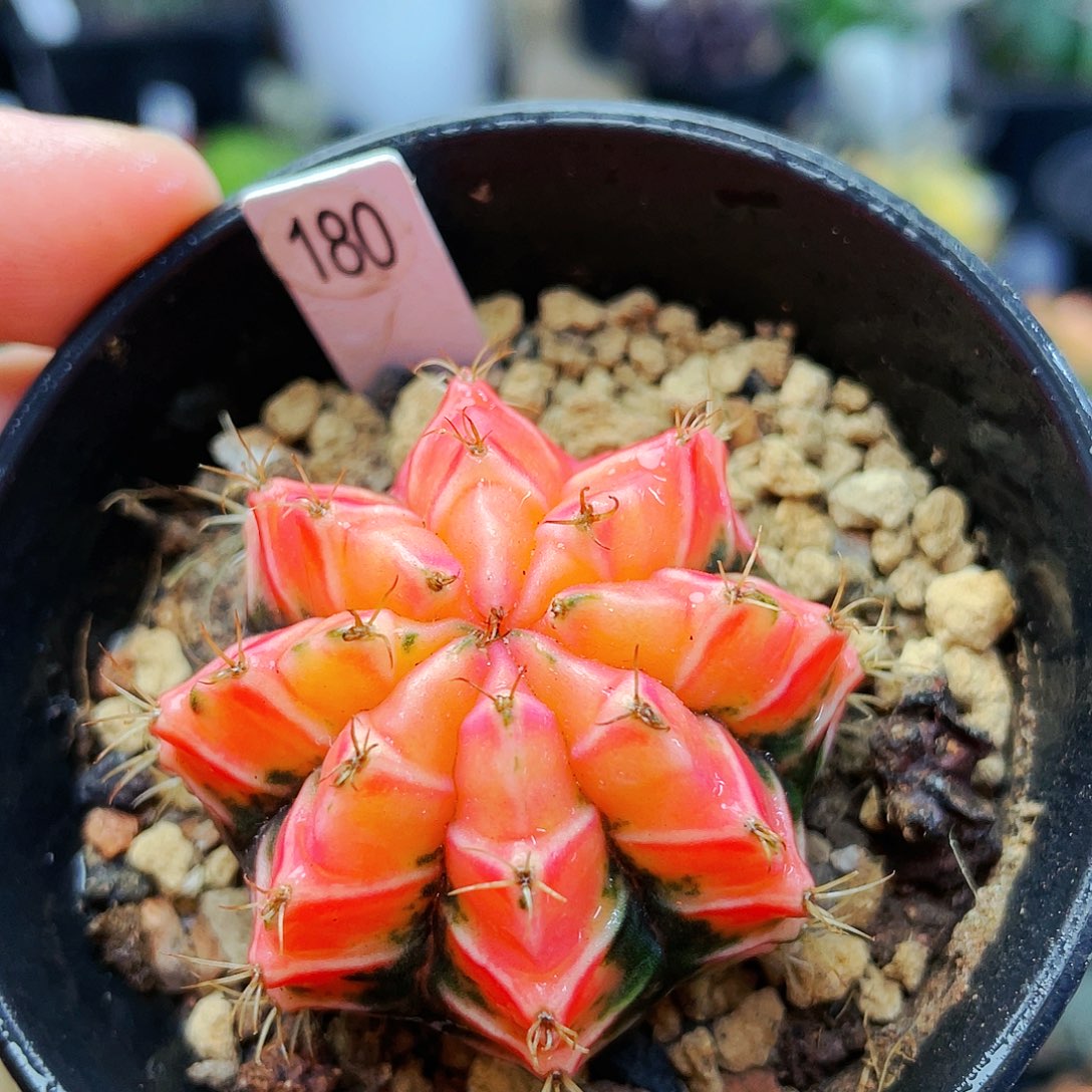 非偏远地区满25裸根发货仙人球