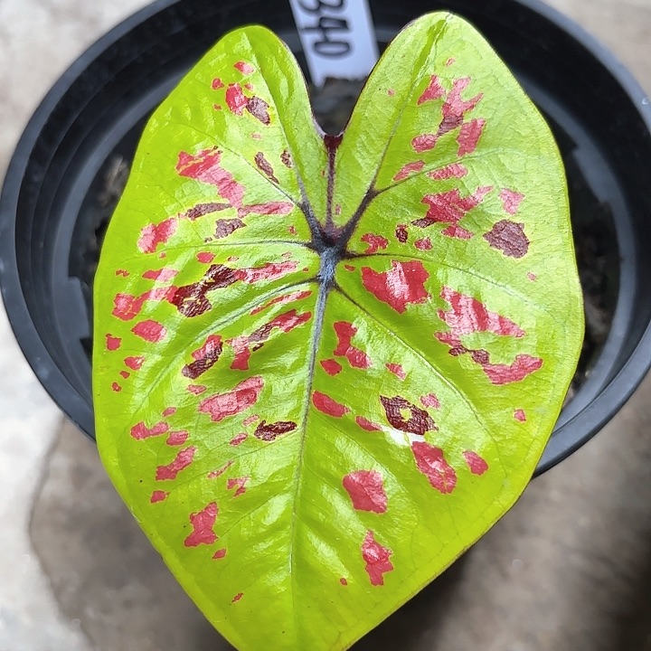 340-0214彩叶芋广东现货