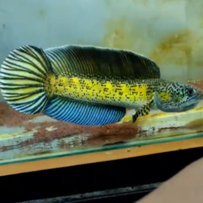 强哥精品眼镜蛇雷龙，鬼王雷龙鱼（一鱼一价私拍发饲料）