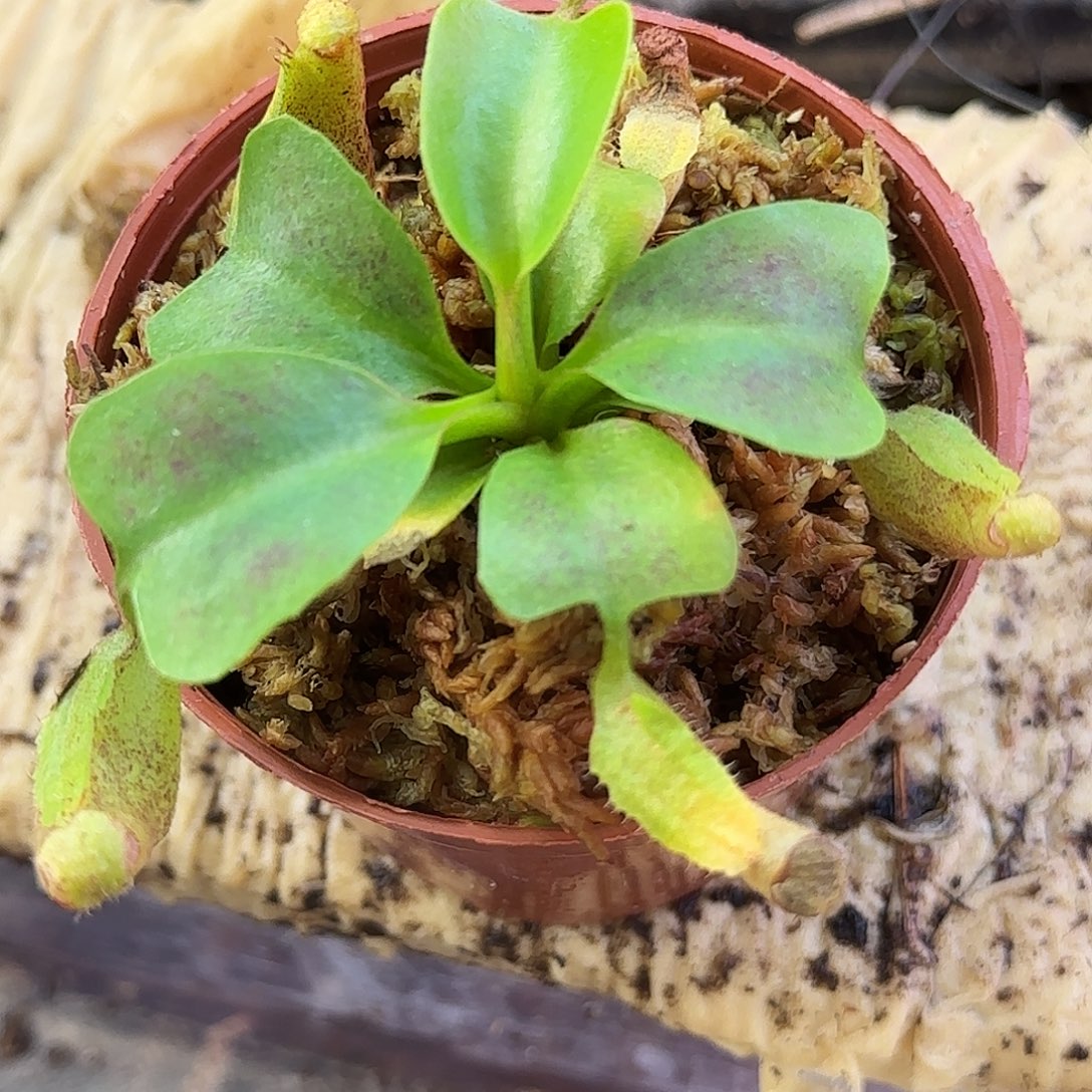 完全开放云雾猪笼草