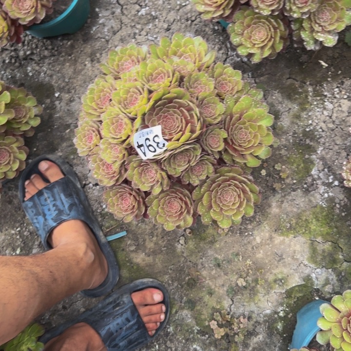 红魔花30-25包邮花花