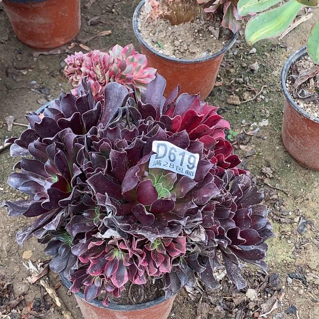 珠***珠619 多肉植物不包断枝