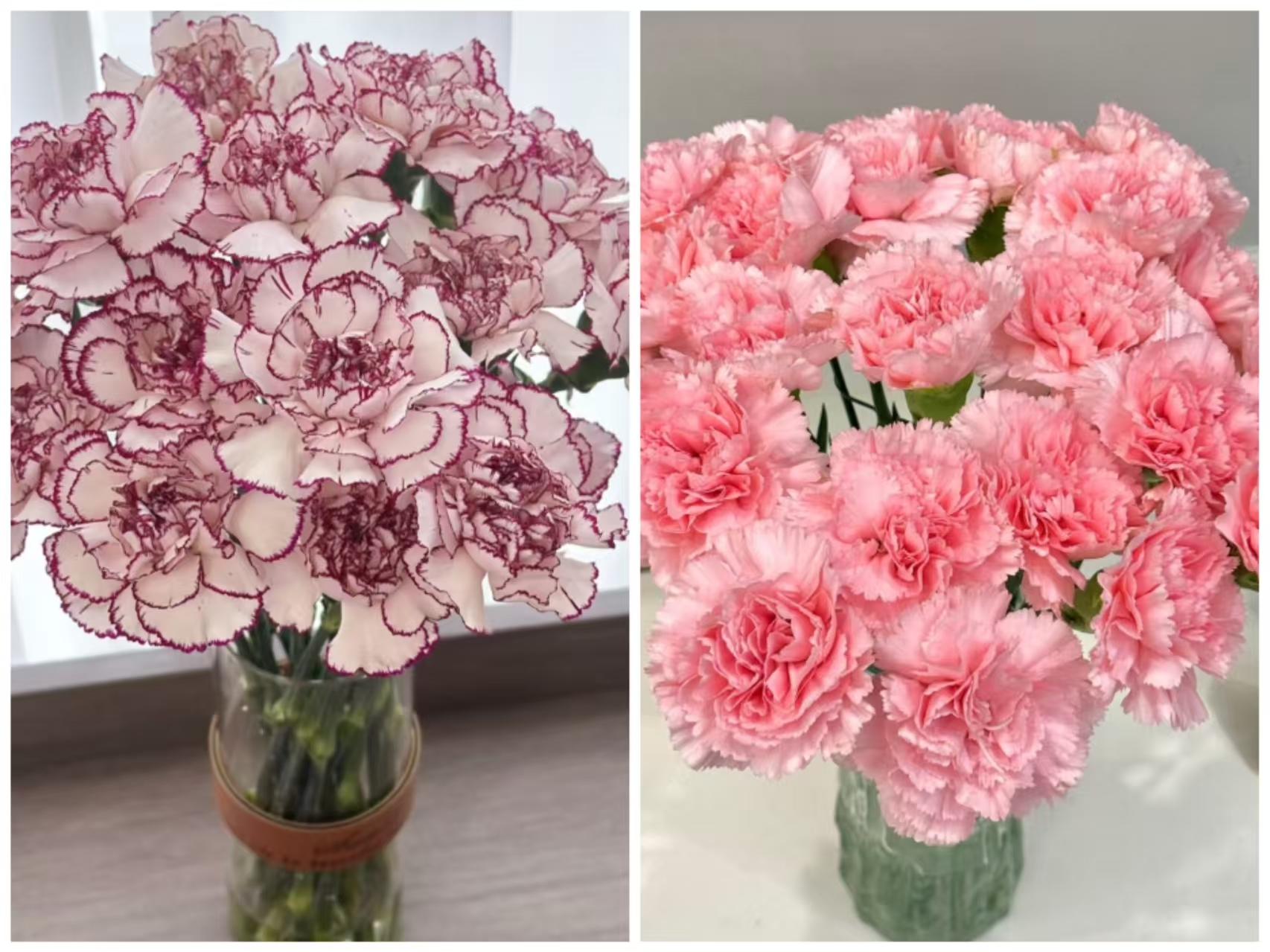 【紫精灵+粉色单头康乃馨】任意2单鲜花升级顺丰冷链/德邦空运