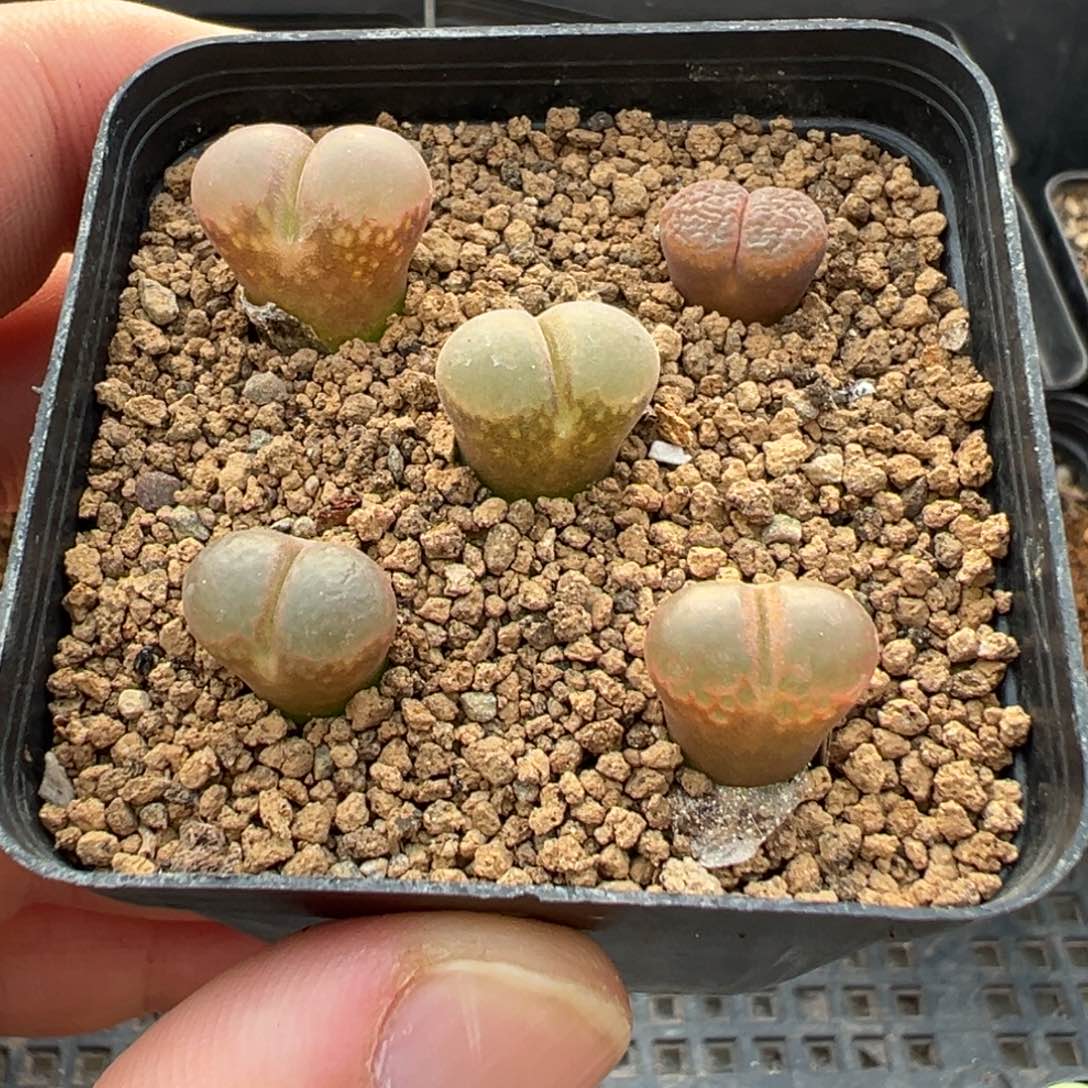 6-87肉锥多肉植物