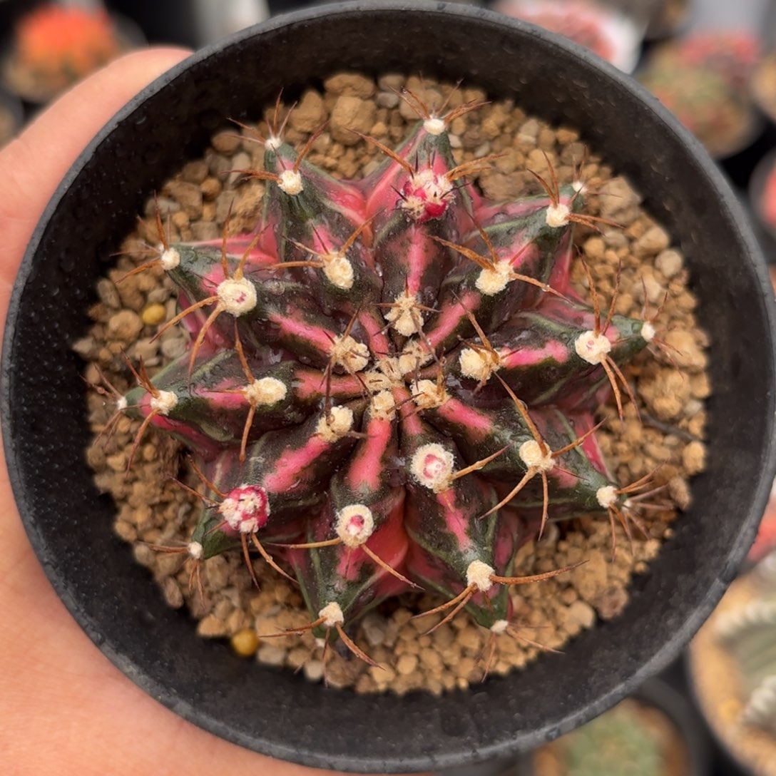 泰系米哈仙人球8