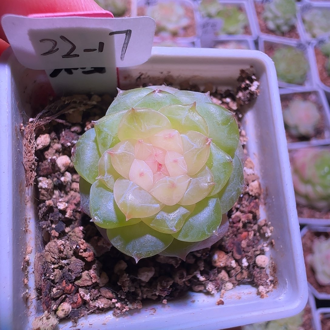 22-17福利柚缇单头