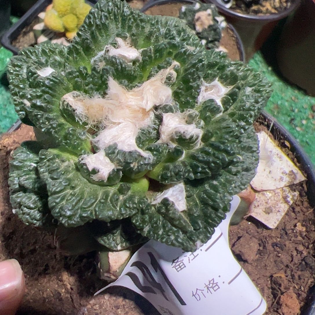 哥斯拉牡丹仙人球241