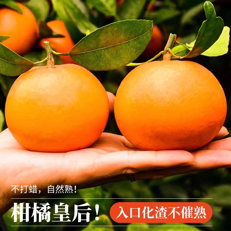 （菲菲补贴）正宗广西武鸣沃柑新鲜采摘