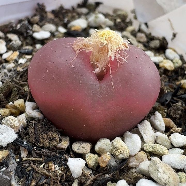 老马生石花2.2吕红1311