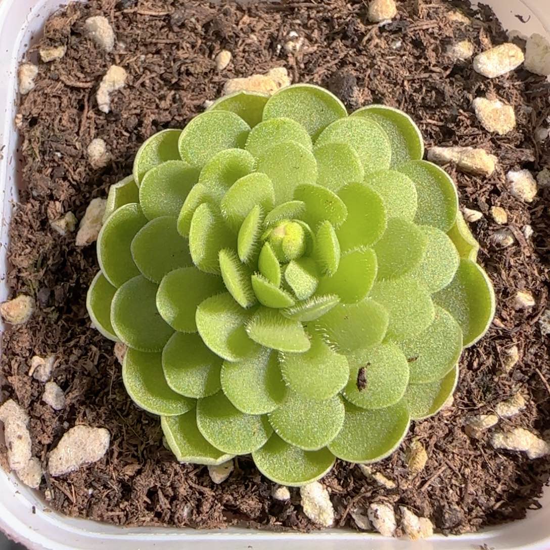 多肉1231-28捕虫堇