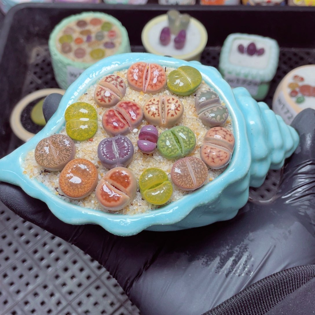 w1732--带盆土发货，零下地区拍保温箱