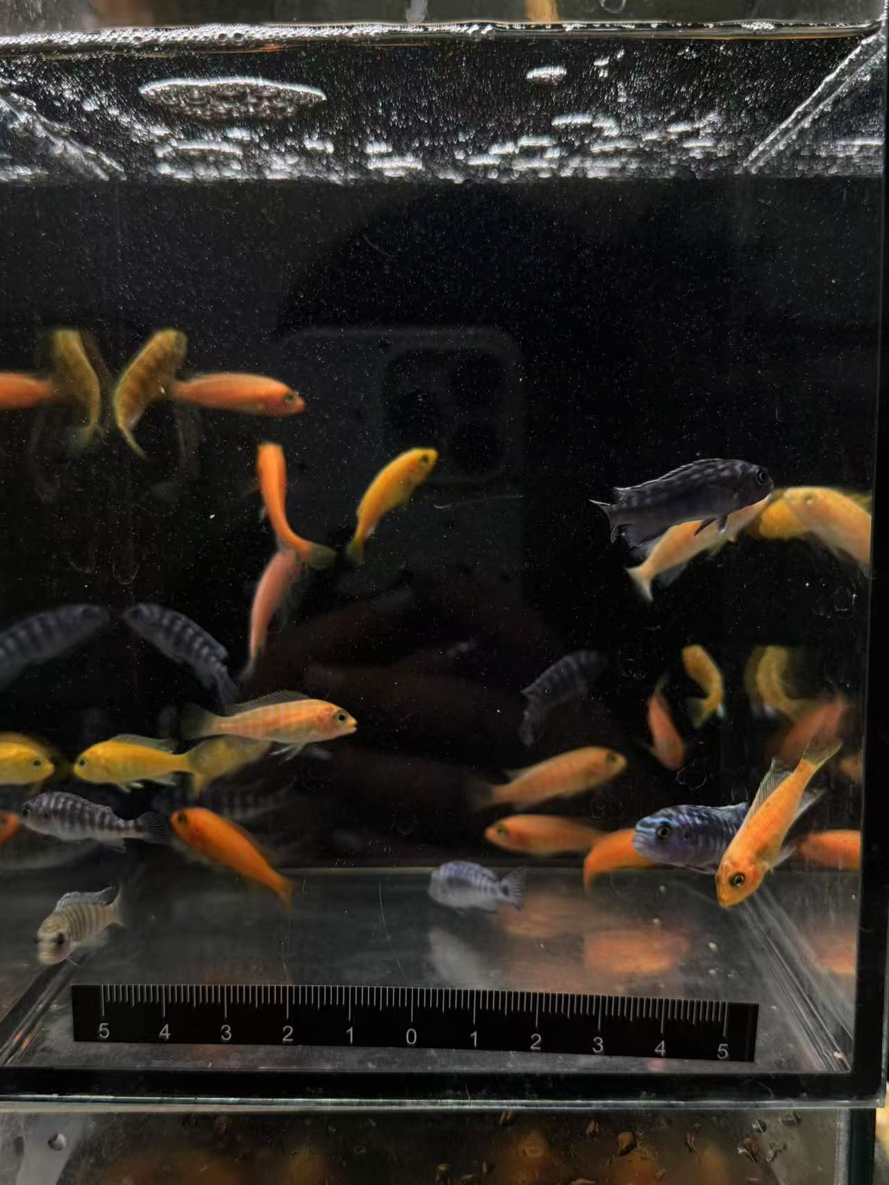 【精品三瑚慈鲷】可以在直播间里挑选