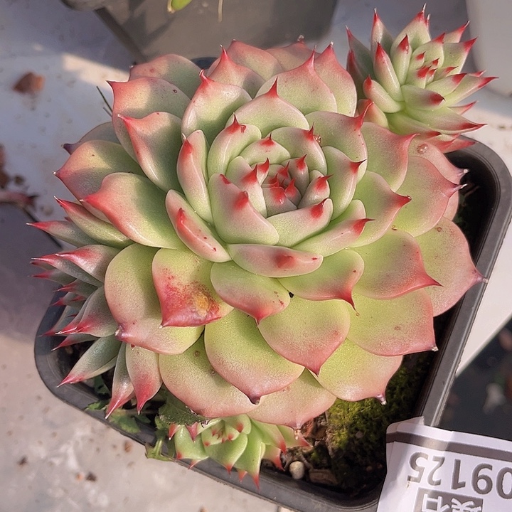 蓝龙杂09125多肉植物