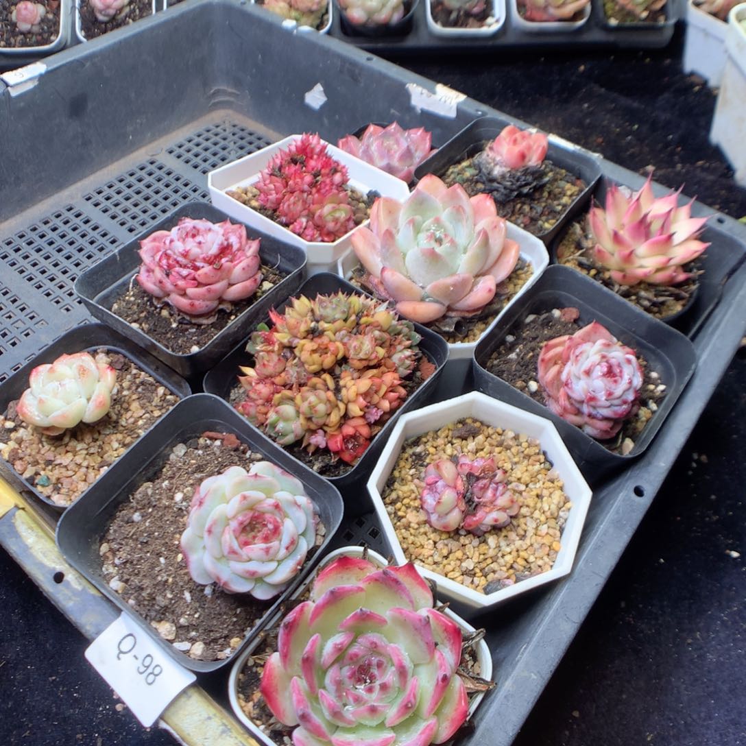 无花朵Q98。yyyyyyyy