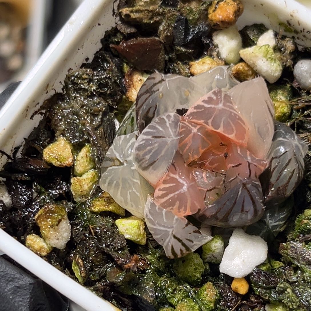 鑫***逸恭喜发财大吉大利3321