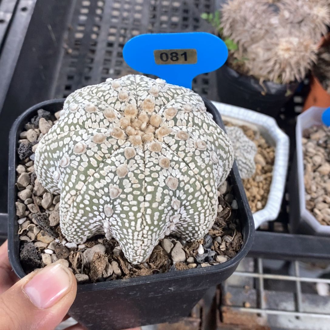 海星兜多肉植物一个