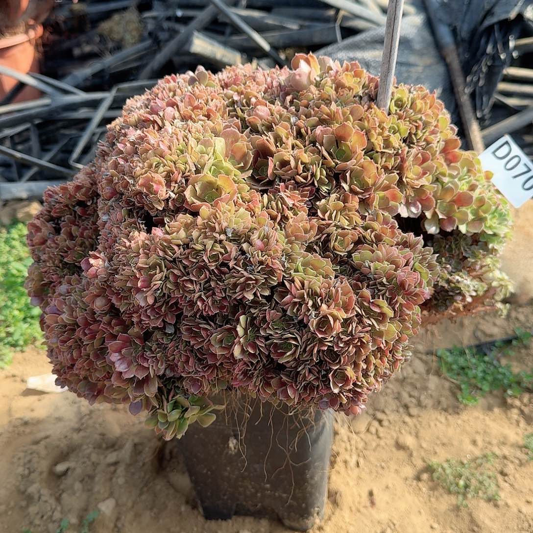 070火玫瑰朵朵一颗呀呀