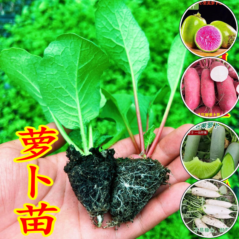 萝卜苗秋冬种植胡萝卜苗红萝卜樱桃萝卜苗青萝卜白萝卜秧苗蔬菜苗