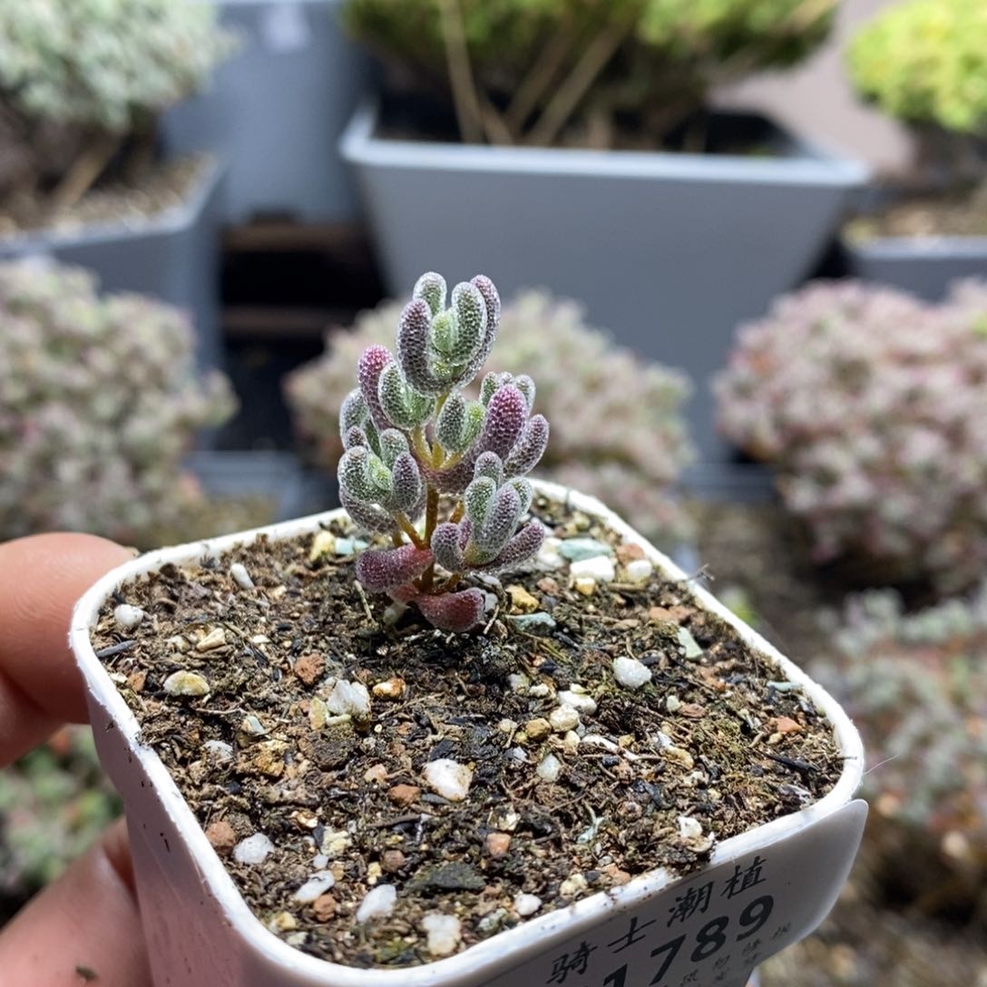 1789实生精控优选冰晶多肉