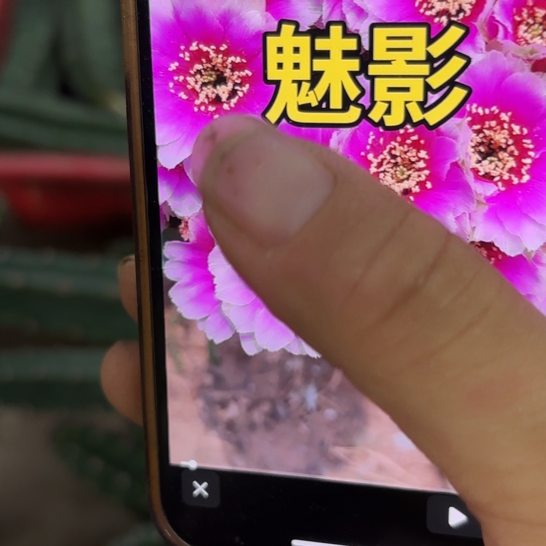 魅影两公分侧牙北棚